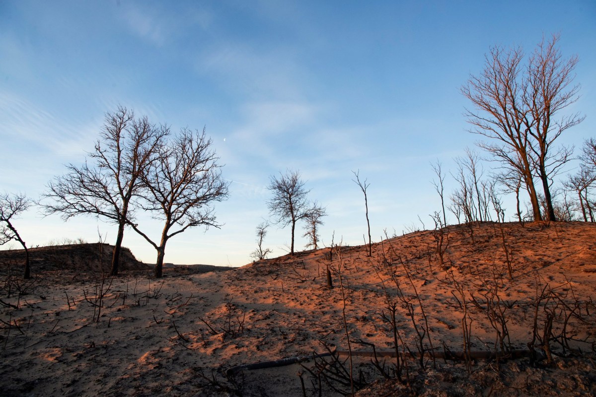 Burned trees dot the landscape in Hemphill County on Sunday, March 3. The area was scorched by the Smokehouse Creek fire, the largest wildfire in Texas history.