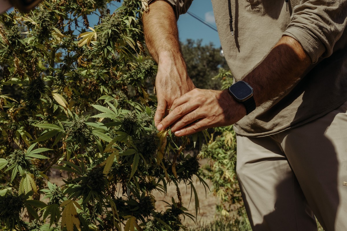 Ernesto Garcia-Dealba checks on a hemp plant before harvest at Hometown Hero's farm in San Antonio on October 17, 2025.