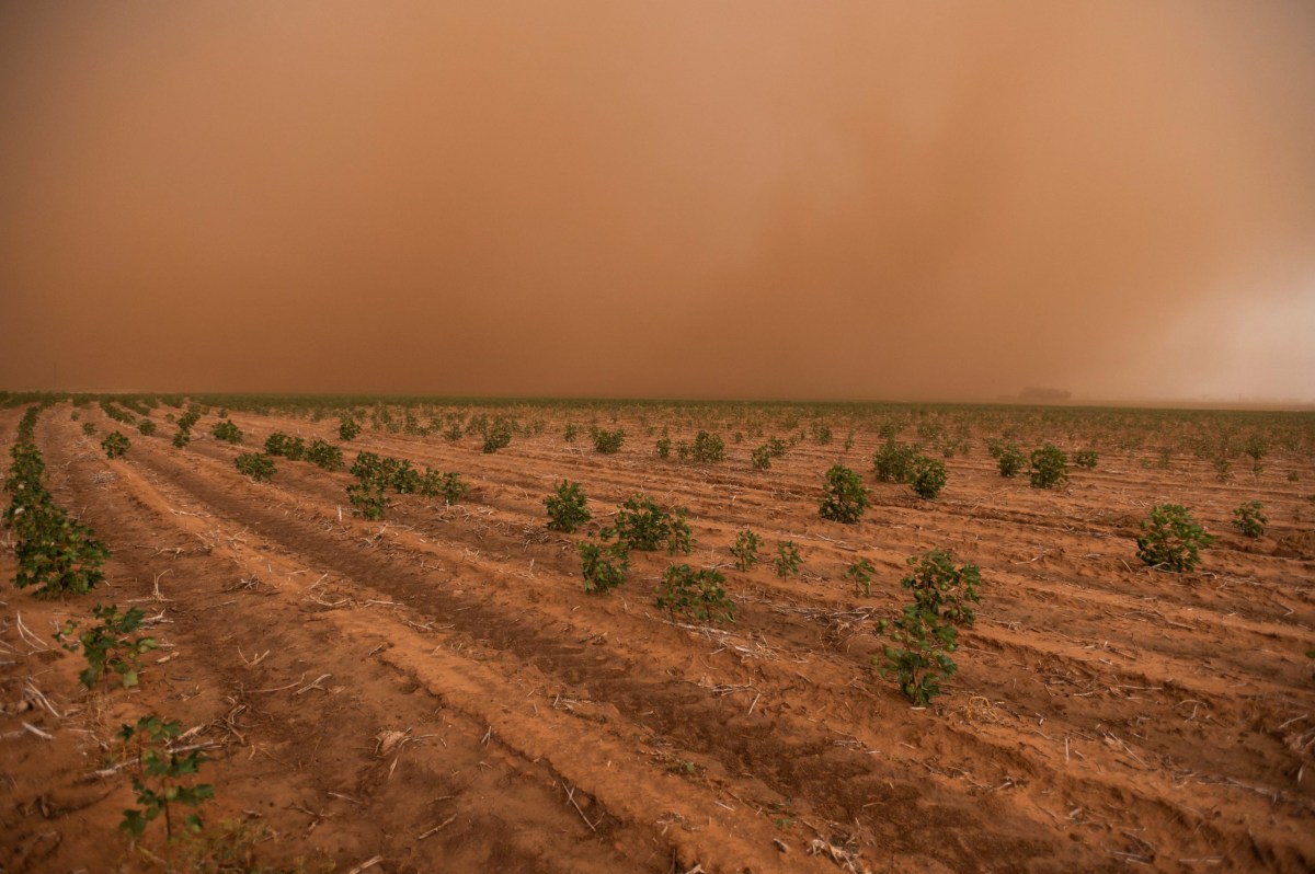 A dust storm blows over cotton fields ahead of a late-summer thunderstorm in Terry County in August 2022. A Texas Tribune analysis shows that extreme heat is becoming more common across Texas due to climate change, but the effects aren’t felt the same everywhere.